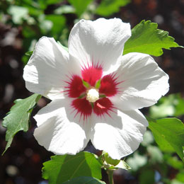 Hibisco branco com corao vermelho